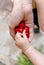 Closeup shot of cherries on a hand and a child hand peaking one from it