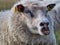 Closeup shot of a chewing adult sheep making funny faces in a field