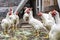 Closeup shot of chickens standing on the ground