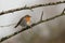 Closeup shot of a chilly European Robin Redbreast (Erithacus rubecula) perched on a frosty branch