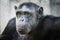 Closeup shot of a chimpanzee looking around