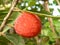 Closeup shot of a Chinese Bayberry growing on a tree branch