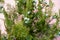 Closeup shot of the  Chinese thuja plant in the garden