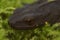 Closeup shot of a Chinese warty newt on the blurry background