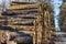 A closeup shot of a chopped stack of firewood in the forest