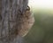 Closeup shot of a chrysalis during an empty cycle