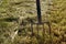 Closeup shot of the claw cultivator hand tool in the field full of grass