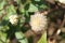 Closeup shot of a clematis seed fluff after flowering