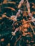 Closeup shot of close buds of catchflies, silene flowers