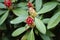 Closeup shot of close buds of rhododendron flowers