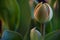 Closeup shot of a closed blossom