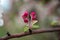 Closeup shot of closed buds of bright pink flowers on a tree branch