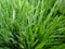 Closeup shot of a clump of blooming grass