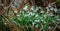 Closeup shot of a cluster of blooming white snowdrop flowers