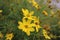 Closeup shot of a cluster of bright yellow wildflowers growing in a lush forest setting