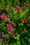 Closeup Shot of a Cluster of Brilliant Red Drummond Phlox Wildf