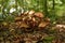 Closeup shot of a cluster of brown fungus growing on a forest floor