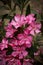 Closeup shot of a cluster of delicate pink flowers growing atop a vibrant green bush.