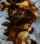 Closeup shot of a cluster of mushrooms growing on a log