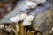 Closeup shot of a cluster of Oudemansiella mucida mushroom, growing on a wood log in the forest