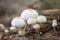 Closeup shot of a cluster of Oudemansiella mucida mushroom, growing on a wood log in the forest