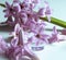 Closeup shot of a cluster of pink pearl hyacinth flowers against a white background