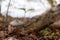 Closeup shot of clustered bonnet mushroom found growing in the wild