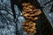 Closeup shot of clusters of mushrooms growing on a tree trunk