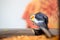 Closeup shot of a cockatiel bird with blurred background