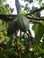 closeup shot of cocoa fruits in a tree in Munnar, Kerela