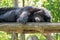 Closeup shot of a collared bear sleeping on a wooden platform