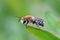 Closeup shot of a Colletes daviesanus plasterer bee perched on a green leaf