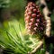 Closeup shot of a colorful blossomed plant - perfect for background