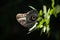 Closeup shot of a colorful Caligo butterfly perching on leaves