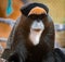 Closeup shot of a colorful De Brazza\'s monkey