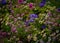 Closeup shot of colorful geraniums and pansies in the field