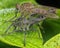 Closeup shot of the colorful robberfly