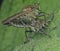 Closeup shot of the colorful robberfly