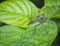 Closeup shot of the colorful robberfly