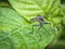 Closeup shot of the colorful robberfly