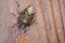 Closeup shot of the colourful stink bug on the wooden surface