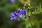 Closeup shot of Columbian monkshood with bokeh background