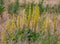 Closeup shot of common agrimony flowers growing in a field