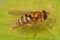 Closeup shot of a common banded hoverfly on a green leaf