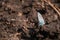 Closeup shot of a common blue moth sitting on a piece of rock