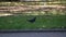 Closeup shot of a common British wood pigeon walking on grass, scratching its head with a foot.