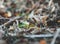 Closeup shot of a common funnel (Infundibulicybe gibba) in the forest