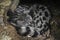 Closeup shot of common genet sleeping under the tree