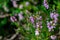 Closeup shot of common heathers (Calluna vulgaris) in the garden