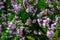 Closeup shot of common heathers (Calluna vulgaris) in the garden